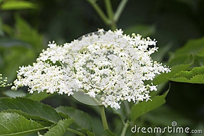 European black elderberry flowers. Elderberry blossom. Elderberry flowers. Stock Photo