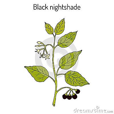 European black nightshade Solanum nigrum or duscle, garden huckleberry, petty morel, wonder berry, popolo Vector Illustration