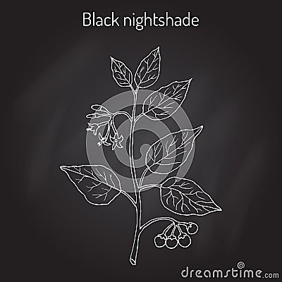 European black nightshade Solanum nigrum or duscle, garden huckleberry, petty morel, wonder berry, popolo Vector Illustration