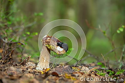 European black slug, Arion ater feeding on bolete mushroom Stock Photo