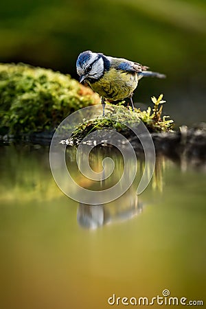 European Blue tit Cyanistes caeruleus drinking water Stock Photo