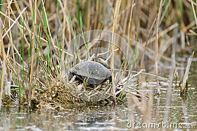 European bog turtle Emys orbicularis Stock Photo