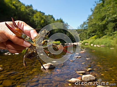 European broad-fingered Crayfish Stock Photo