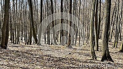 European Broadleaf Forest - Vernal vegetation - Spring - Understory Stock Photo