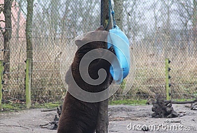 European Brown bear playing Stock Photo