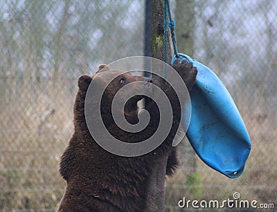 European Brown bear playing Stock Photo