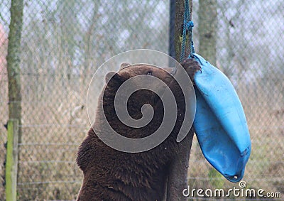 European Brown bear playing Stock Photo