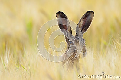 European brown hare on agricultural field in summer Stock Photo