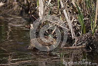 European Brown Hare, lepus europaeus, Leveret crossing Waterhole, Normandy Stock Photo