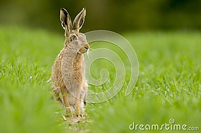 European brown hare (Lepus europaeus) Stock Photo