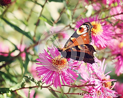 European butterfly 17 Stock Photo