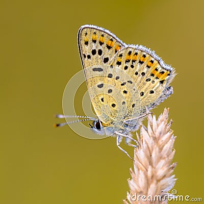 European Butterfly Sooty Copper Stock Photo