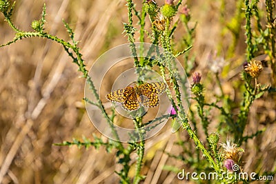 European butterfly in wild flower meadow Stock Photo