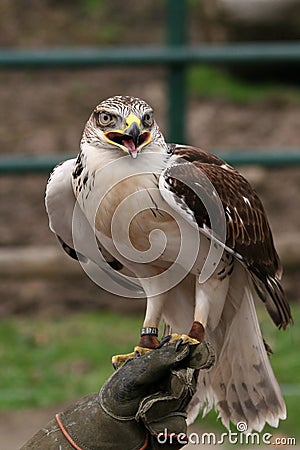 European buzzard Stock Photo