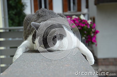 European cat white and grey on the balcony Stock Photo