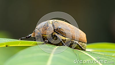 European chafer beetle on a green leaf closeup side macro photo, old hairy beetle looking for food Stock Photo