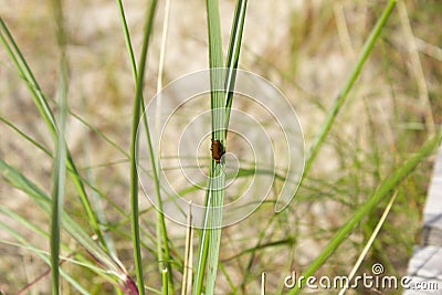 European chafer on a green leaf Stock Photo