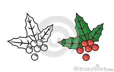 European christmas berry holly ilex aquifolium leaves and fruit. Vector Illustration