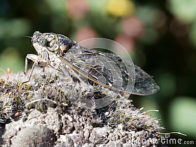 European Cicada macro on moss Stock Photo