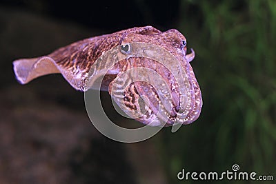 European common cuttlefish Stock Photo