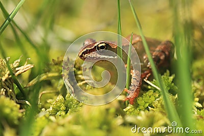 European common frog Stock Photo