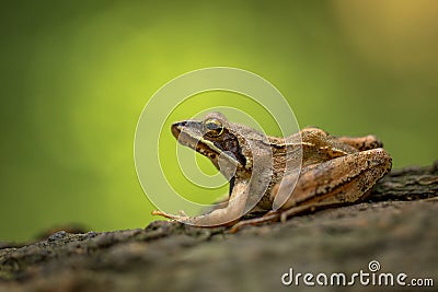 European Common Frog Rana temporaria in Czech Republic Stock Photo