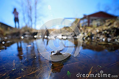 European Common Frog, Rana temporaria in the water. wide angle lens with man and house. Nature habitat, summer day in Finland. Stock Photo