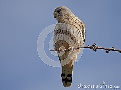 European Common Kestre Stock Photo