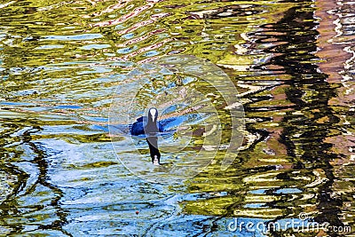 European Coot Duck Reflection Amsterdam Holland Netherlands Stock Photo