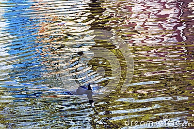 European Coot Duck Reflection Amsterdam Holland Netherlands Stock Photo