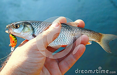 European creek chub Stock Photo