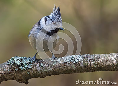 European Crested Tit curious sits on an old lichen stick in the forest Stock Photo