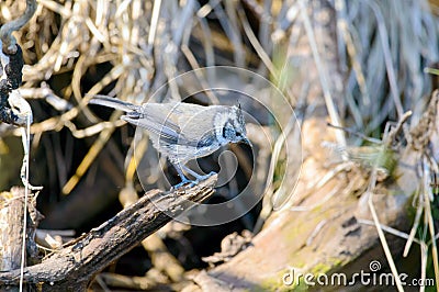 European crested tit Stock Photo