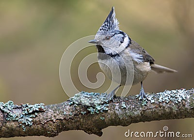 European Crested Tit face sits on an old lichen covered stick in the spring forest Stock Photo