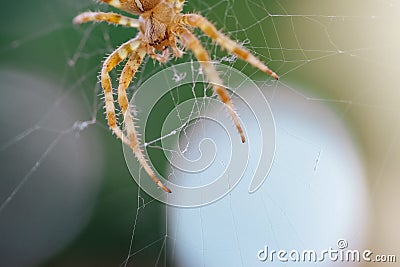 European Cross Spider On Web Stock Photo