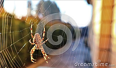 European Cross Spider On Web Stock Photo