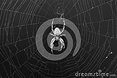 European Cross Spider Araneus Diadematus On Web Stock Photo