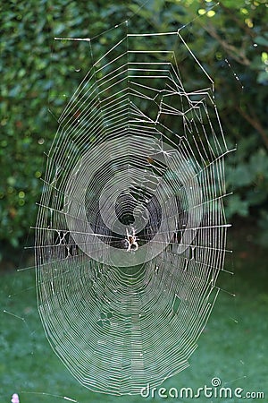 european cross spider in the center of its spiral web in backlight Stock Photo