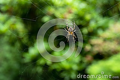 European Cross Spider in the middle of a web Stock Photo