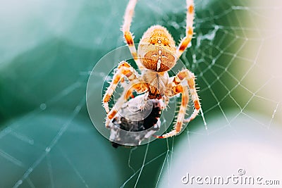 European Cross Spider On Web Eating Prey Stock Photo