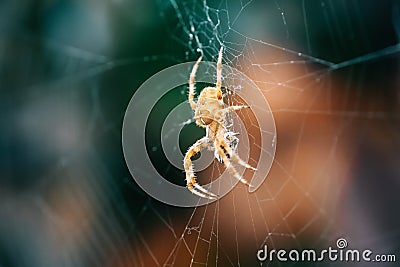 European Cross Spider On Web Eating Prey Stock Photo