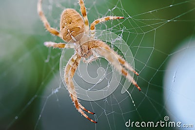 European Cross Spider On Web Stock Photo