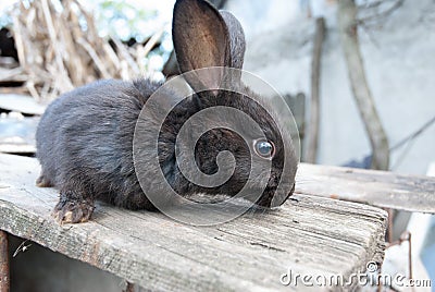 European cute bunny rabbit on country side Stock Photo