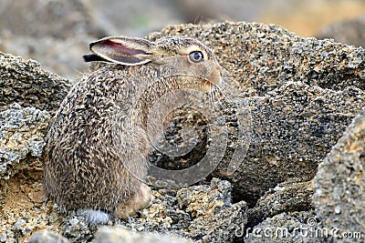 European cute hare sitting on a natural stone Stock Photo