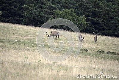 European deer portrait in summer Stock Photo