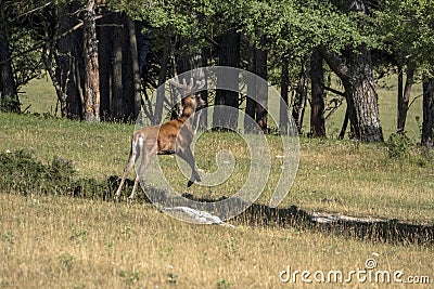 European deer portrait in summer Stock Photo