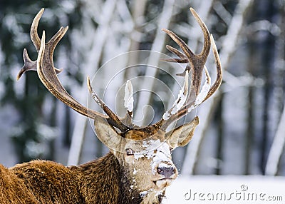 European deer in winter landscape Stock Photo