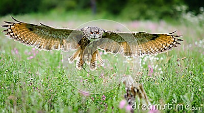 European Eagle Owl Stock Photo