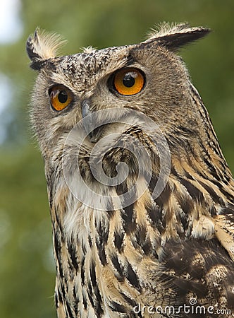 European Eagle Owl (Buba bubo) Stock Photo