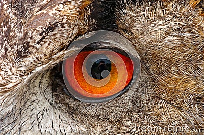 European Eagle Owl Eye Closeup Stock Photo